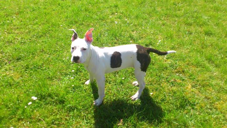Calya - American Staffordshire Terrier (5 mois)
