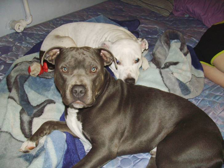 patches - American Staffordshire Terrier (6 ans)