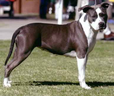 blue - American Staffordshire Terrier (2 ans)