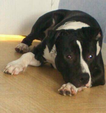 GHOST - American Staffordshire Terrier Mâle (9 mois)