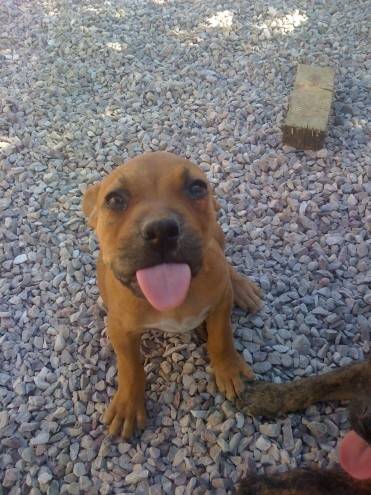 Xena - American Staffordshire Terrier (2 mois)