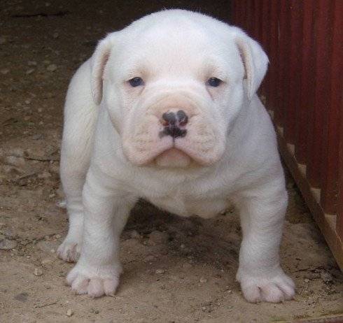 ciclon - American Staffordshire Terrier Mâle (3 mois)