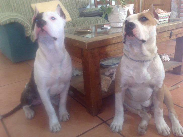 Kratos y Nora - American Staffordshire Terrier Mâle (9 mois)