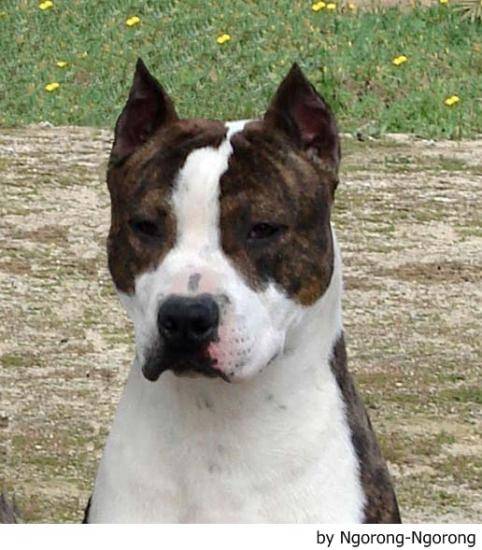 Alfa - American Staffordshire Terrier Mâle (3 ans)
