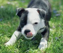 Milo - American Staffordshire Terrier Mâle (11 mois)