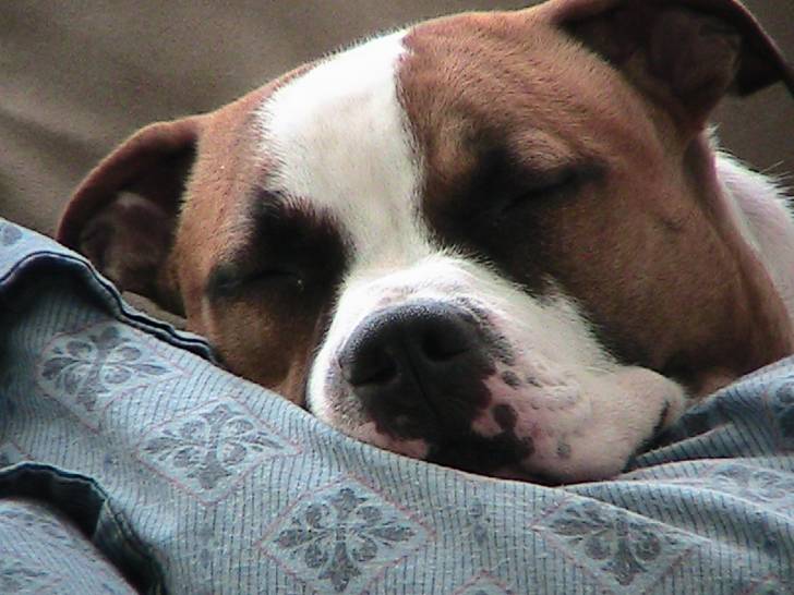 max - American Staffordshire Terrier Mâle (3 ans)