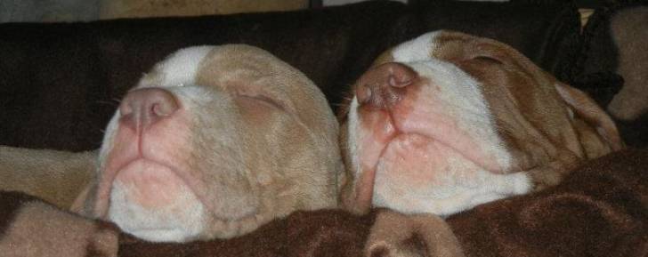 Nala & Rowdy - American Staffordshire Terrier Mâle (3 mois)