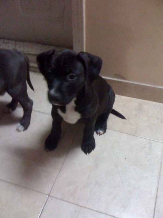 Princess - American Staffordshire Terrier (6 mois)