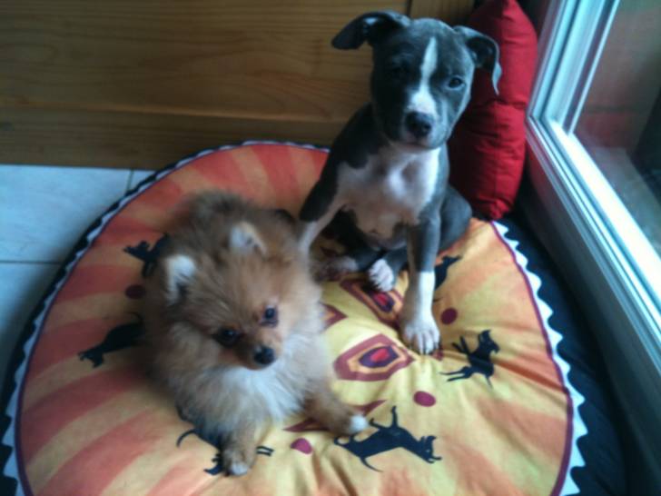 Kelly et Gelia - American Staffordshire Terrier (6 mois)