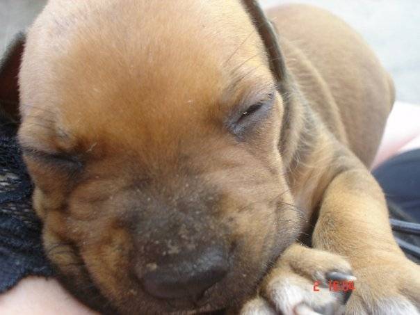Little Girl - American Staffordshire Terrier (2 ans)