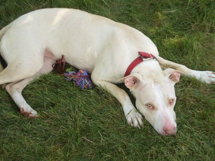 Mia - American Staffordshire Terrier (1 an)