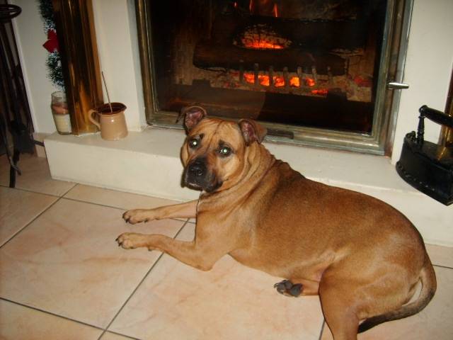 bazoo - American Staffordshire Terrier (3 ans)