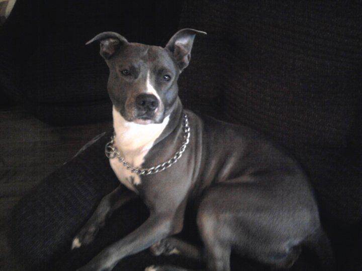 holgan - American Staffordshire Terrier (5 ans)