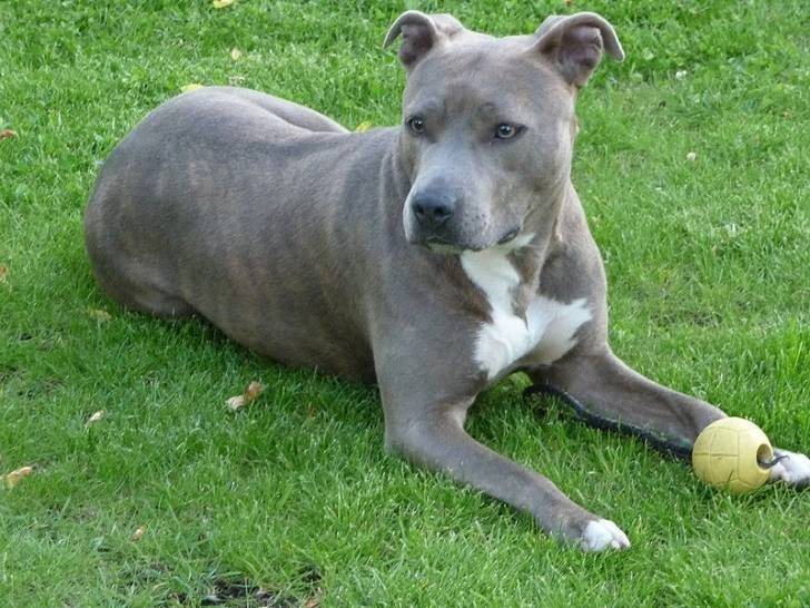 Stafford - American Staffordshire Terrier Mâle (2 ans)