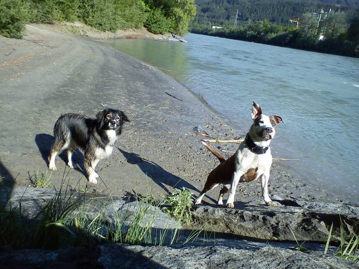 Blue Angel & Sandy - American Staffordshire Terrier (10 mois)