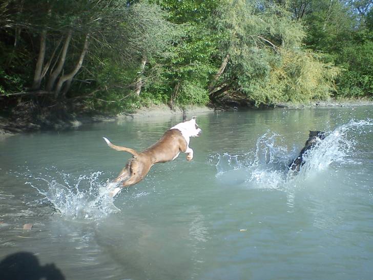Blue Angel - American Staffordshire Terrier (10 mois)