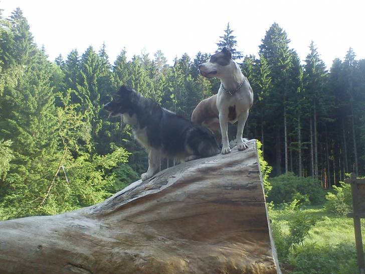 Blue Angel & Sandy - American Staffordshire Terrier (10 mois)