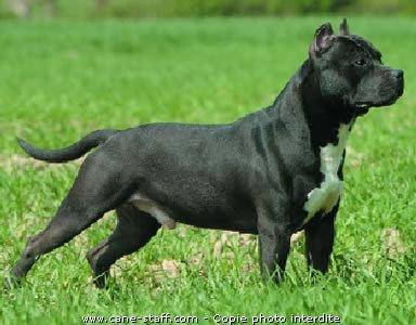 filou - American Staffordshire Terrier Mâle (3 ans)