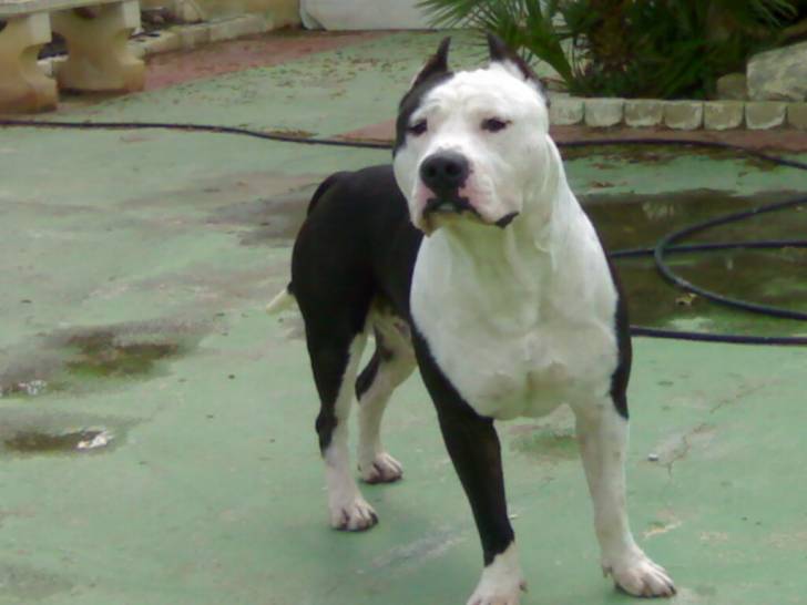 American Stanford - American Staffordshire Terrier Mâle (3 ans)
