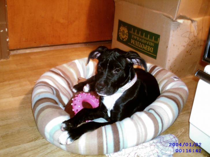 Puce - American Staffordshire Terrier (4 mois)
