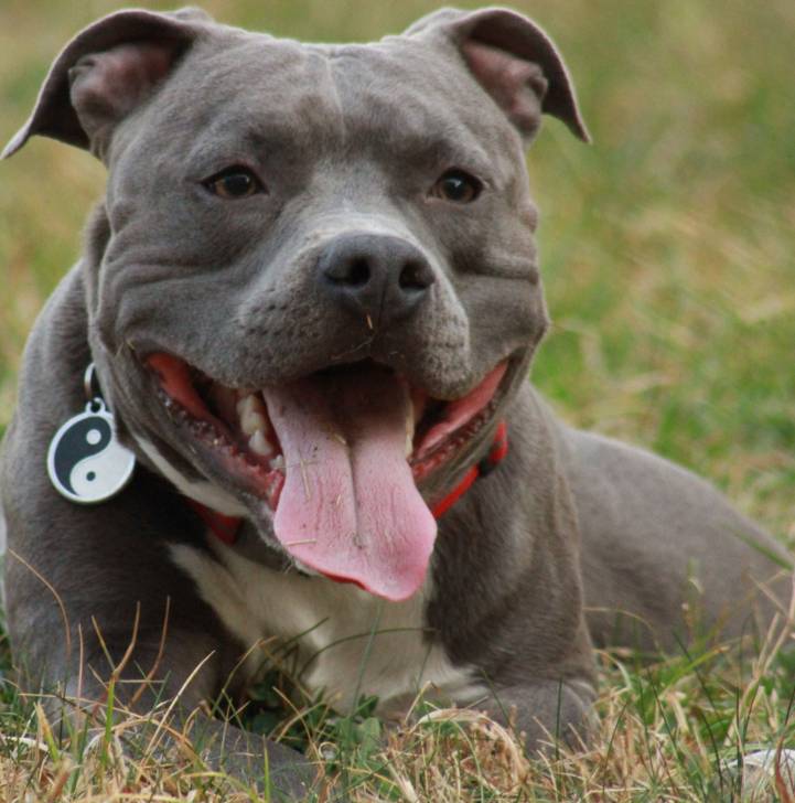 Faïko - American Staffordshire Terrier Mâle (2 ans)