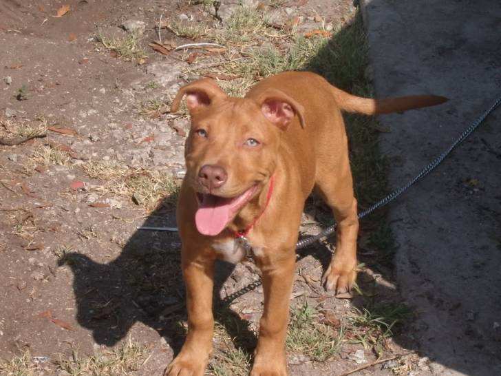 Kenji - American Staffordshire Terrier Mâle (7 mois)