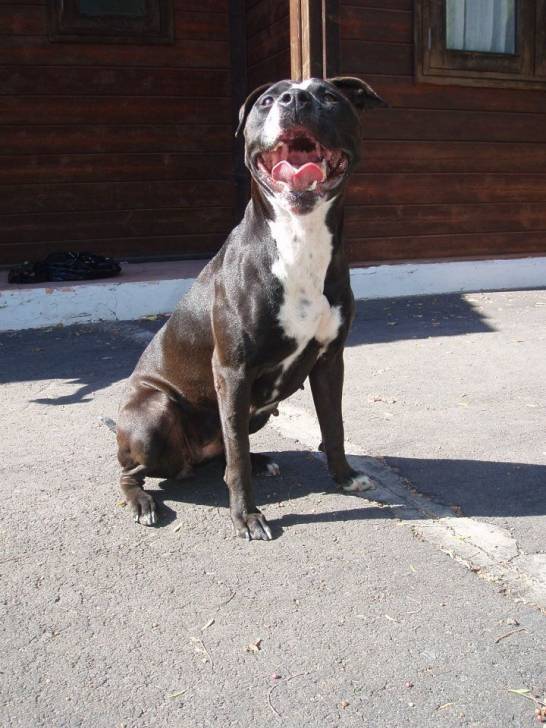 Xena - American Staffordshire Terrier (2 ans)