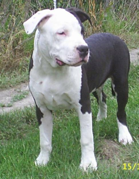 terry - American Staffordshire Terrier Mâle (5 mois)