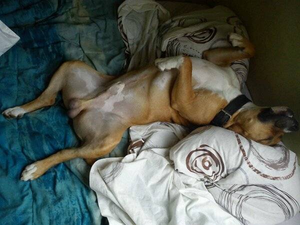 AmStaff' Eclair - American Staffordshire Terrier Mâle (2 ans)