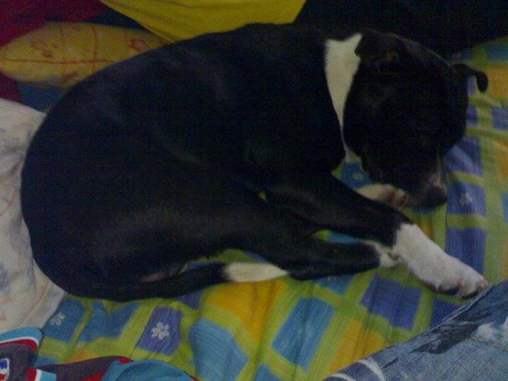 sheytan - American Staffordshire Terrier Mâle (1 an)
