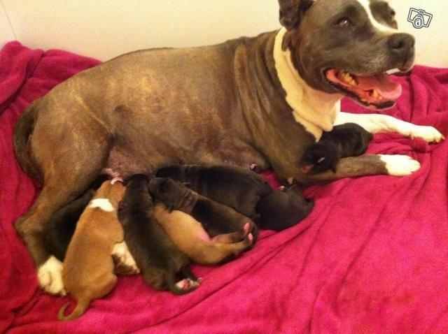 Tigresa and her pups - American Staffordshire Terrier (3 ans)