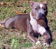 Tayson - American Staffordshire Terrier Mâle (3 ans)