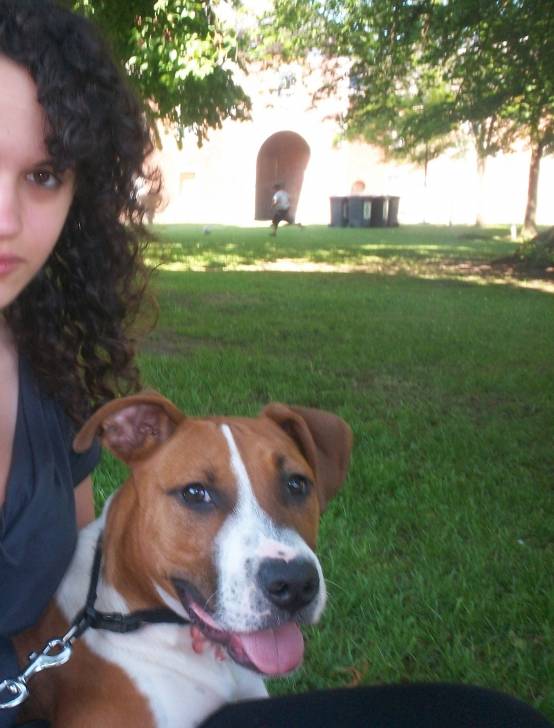 Sanouk - American Staffordshire Terrier Mâle (6 mois)