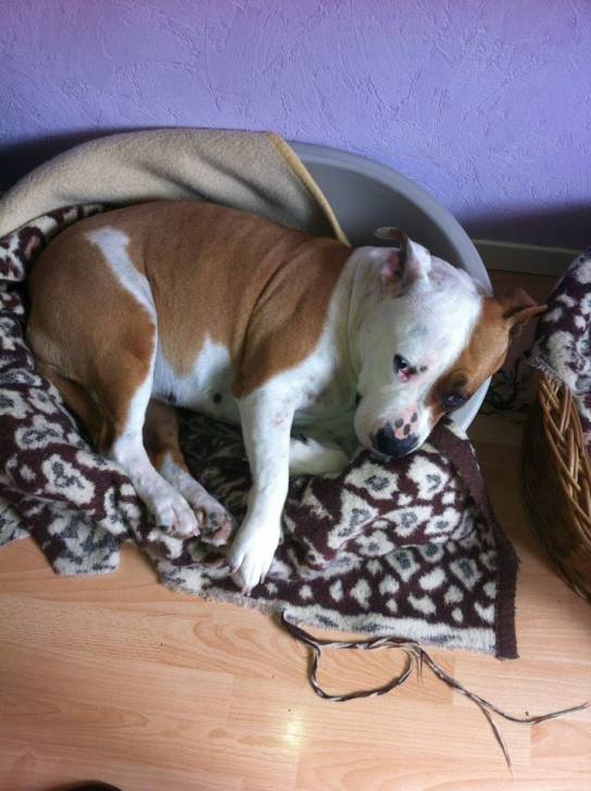 Cally - American Staffordshire Terrier (3 ans)