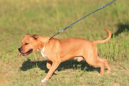 Un American Staffordshire Terrier tire sur sa laisse pendant la promenade
