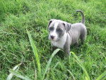 Smokey - American Staffordshire Terrier Mâle (2 mois)