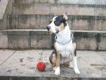 Apis - American Staffordshire Terrier Mâle (1 an)