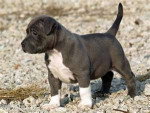 Budddy - American Staffordshire Terrier Mâle (3 mois)