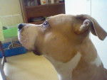 Buzz - American Staffordshire Terrier Mâle (1 an)
