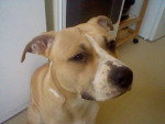 Buzz - American Staffordshire Terrier Mâle (1 an)