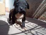 cautiva - American Staffordshire Terrier Femelle (1 mois)