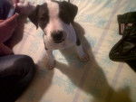 Nova - American Staffordshire Terrier Femelle (4 mois)