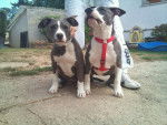 haya - American Staffordshire Terrier Femelle (3 mois)
