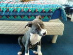 Kiara - American Staffordshire Terrier Femelle (2 mois)