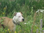 Bred - American Staffordshire Terrier Mâle (3 ans)