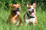 Jack & Shaïna - American Staffordshire Terrier Femelle