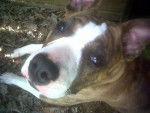 Geel - American Staffordshire Terrier Femelle
