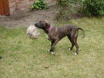 elza - American Staffordshire Terrier Femelle (1 an)