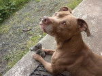 kenza - American Staffordshire Terrier Femelle (13 ans)