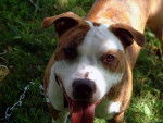Shady - American Staffordshire Terrier Mâle (9 ans)